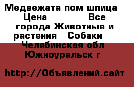 Медвежата пом шпица › Цена ­ 40 000 - Все города Животные и растения » Собаки   . Челябинская обл.,Южноуральск г.